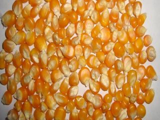 Maíz amarillo y maíz blanco / maíz para alimentación