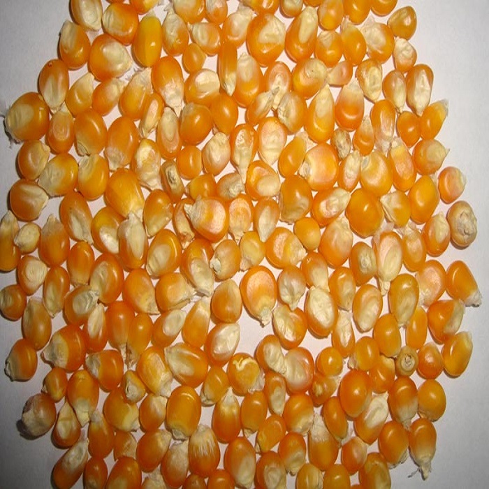 Maíz amarillo y maíz blanco / maíz para alimentación humana y animal Humedad: 13% máx