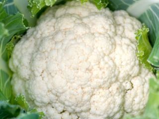 El concepto de coliflor blanca F1 aprox.5000 cl