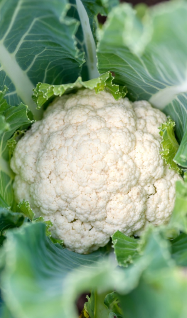 El concepto de coliflor blanca F1 aprox.5000 cl