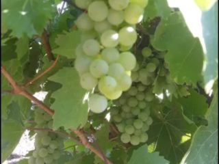 Vendo uvas frescas de mi propia producción, recas vivas