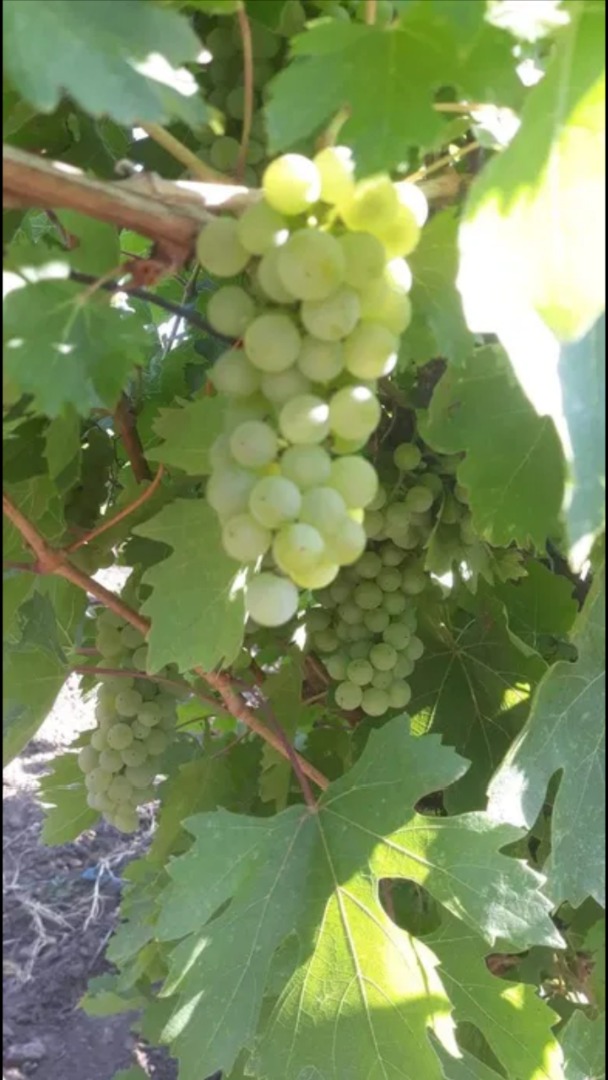 Vendo uvas frescas de mi propia producción, recas vivas - blancas y rosas, variedades nobles y aromáticas