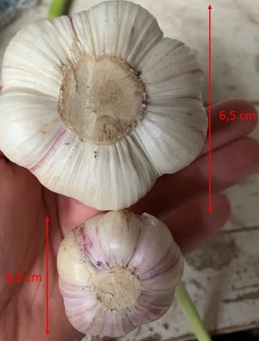 Hola, vendo ajo SALUDABLE que ha pasado PRUEBAS de residuos de pesticidas y metales pesados