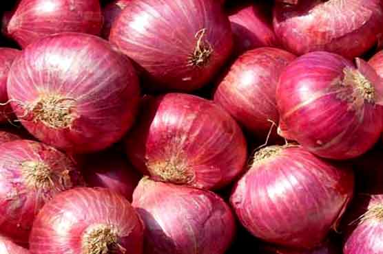 tenemos cosecha fresca de cebolla roja y amarilla, Calibre: 55+ por favor contacte directamente, email