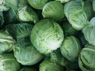 Tenemos cosecha fresca de coles de Bruselas rojas, blancas,