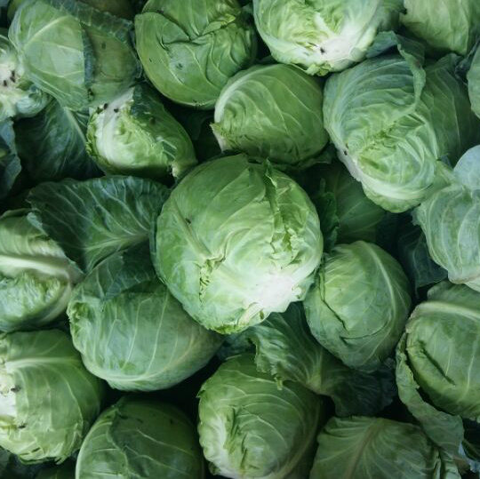 Tenemos cosecha fresca de coles de Bruselas rojas, blancas, italianas, repollo en escabeche Calibre: 55+ por favor contáctese directamente, correo electrónico