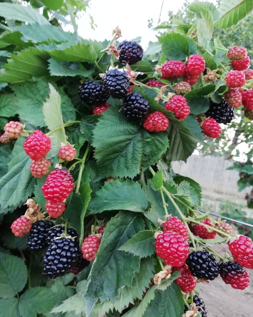 Podemos ofrecer una cantidad de unos 500/600 kg de moras por semana durante 3/4 semanas