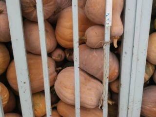 calabaza fresca en entrega FOB de alto tonelaje