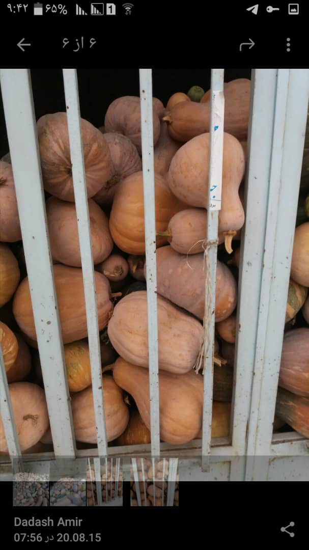 calabaza fresca en entrega FOB de alto tonelaje