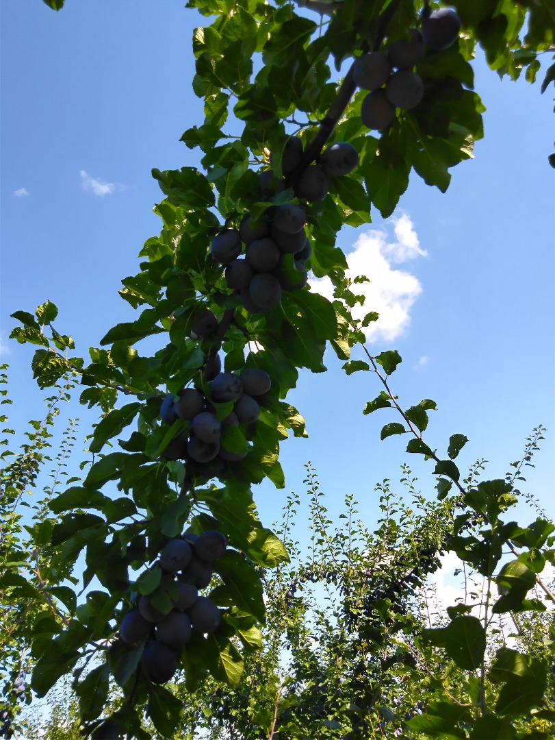 Ciruela BIO Lepotika