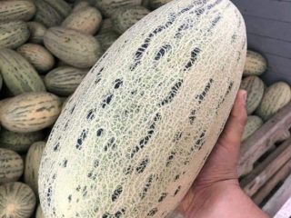 Venderé melones de Uzbekistán. La cantidad mínima de pedido