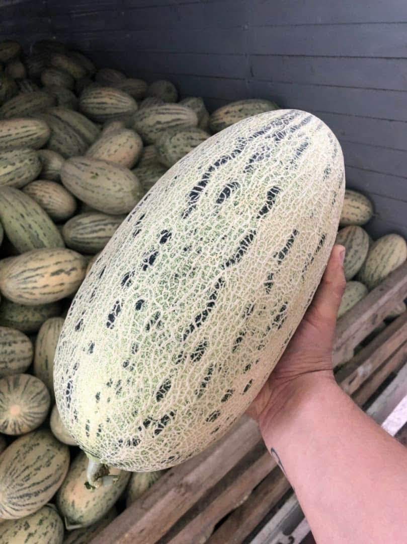 Venderé melones de Uzbekistán