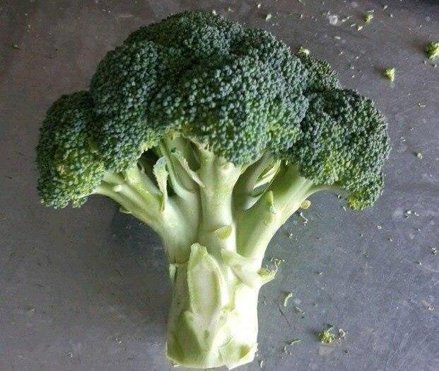 Melón del soleado Uzbekistán