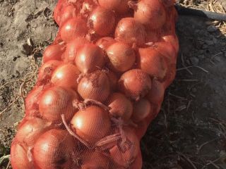 Cebolla de Uzbekistán. calibre 5+