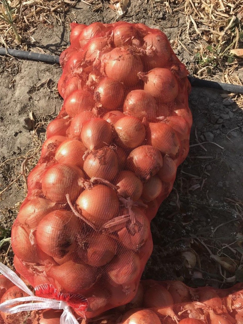 Cebolla de Uzbekistán