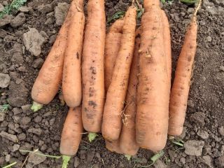 Pret: negociabil in functie de cantitatea dorita. Productor local