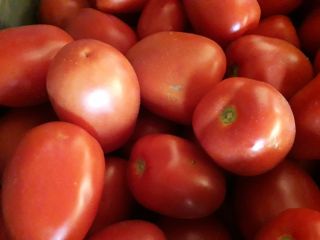 Venderé tomates de campo LIMA, grandes, sabrosos, los mejores