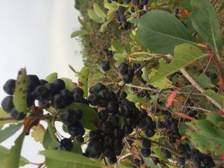 Hola, tengo aronia a la venta. Para más información