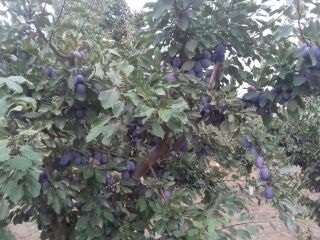 Vendo ciruelas Stanley al por mayor