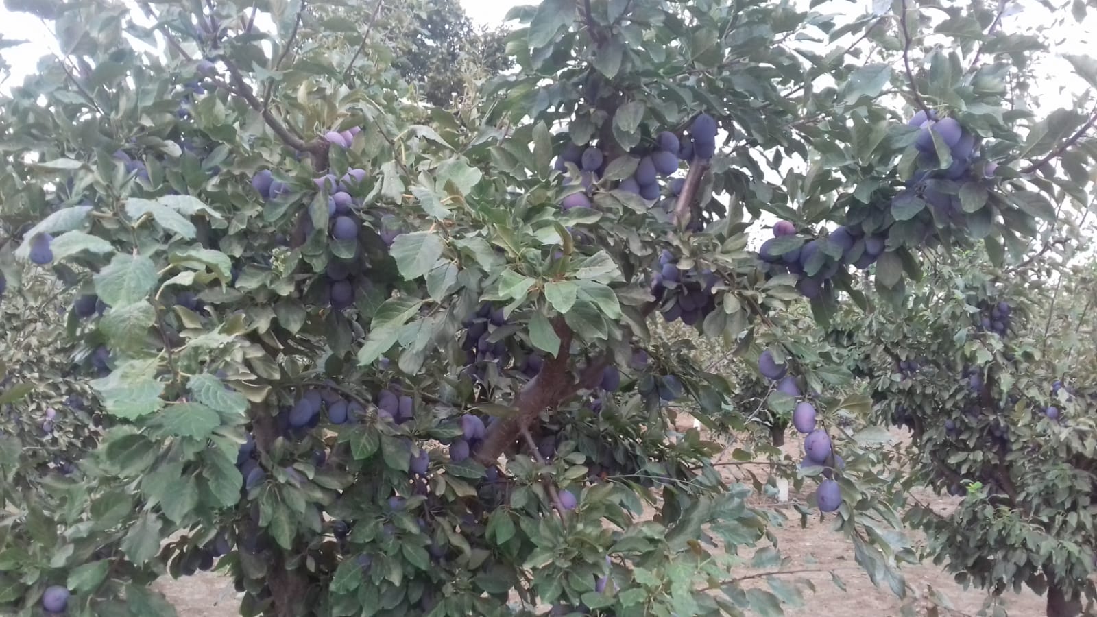 Vendo ciruelas Stanley al por mayor