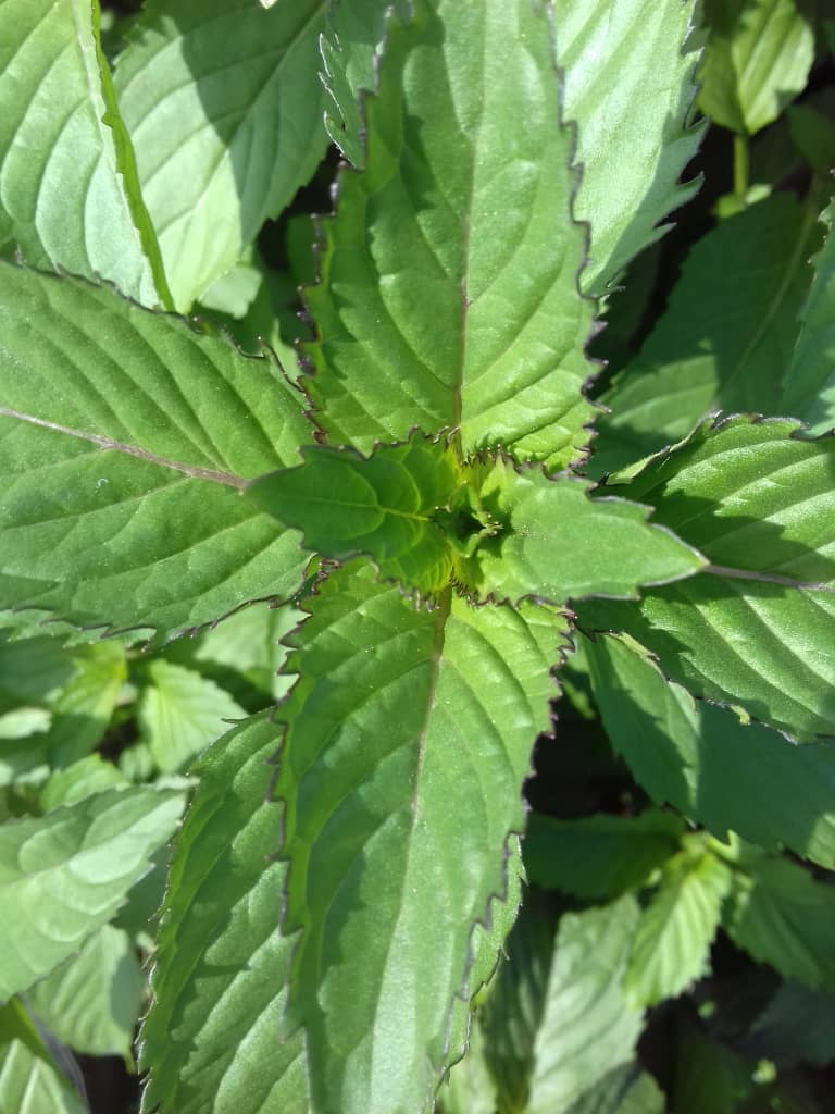 menta seca