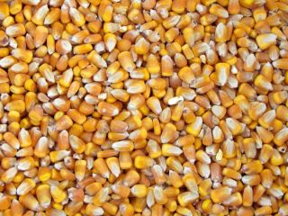 Compraré maíz húmedo (30% de humedad) de la cosecha