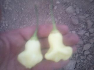 Hola, vendo pimientos picantes de mi propia finca, una