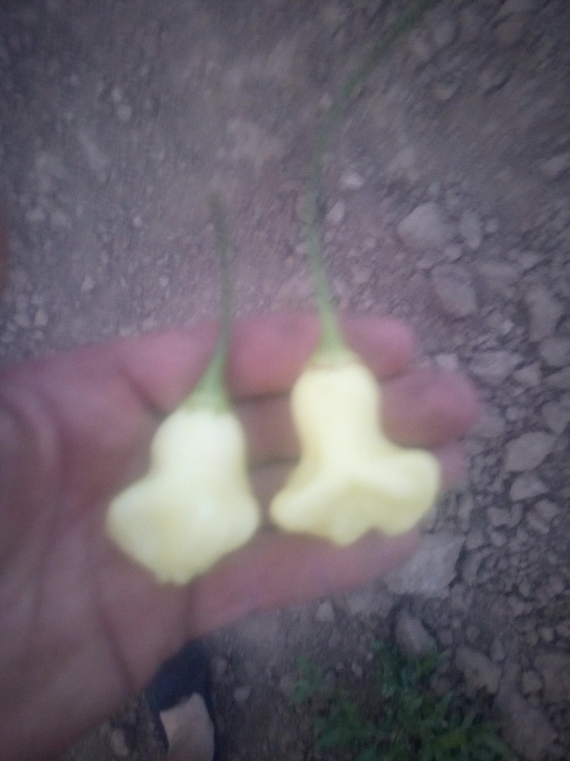 Hola, vendo pimientos picantes de mi propia finca, una gran cantidad de variedades a las más picantes del mundo