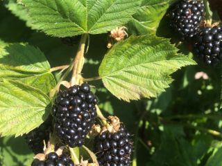 Moras frescas de nuestro propio cultivo de especial calidad