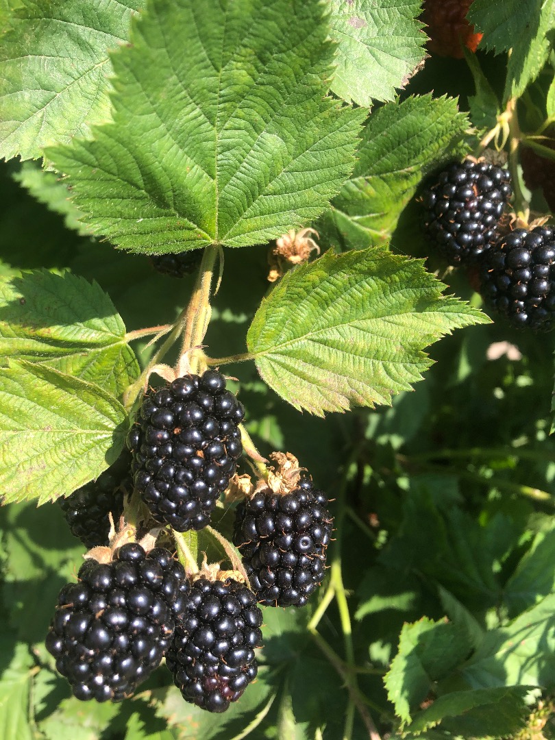 Moras frescas de nuestro propio cultivo de especial calidad en cazuelas de cualquier tipo que el cliente desee, ecológicas y de gran y mediano calibre