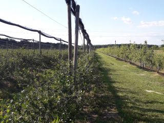 Hola cultivamos Aronia ecológica cosechada a mano. El precio