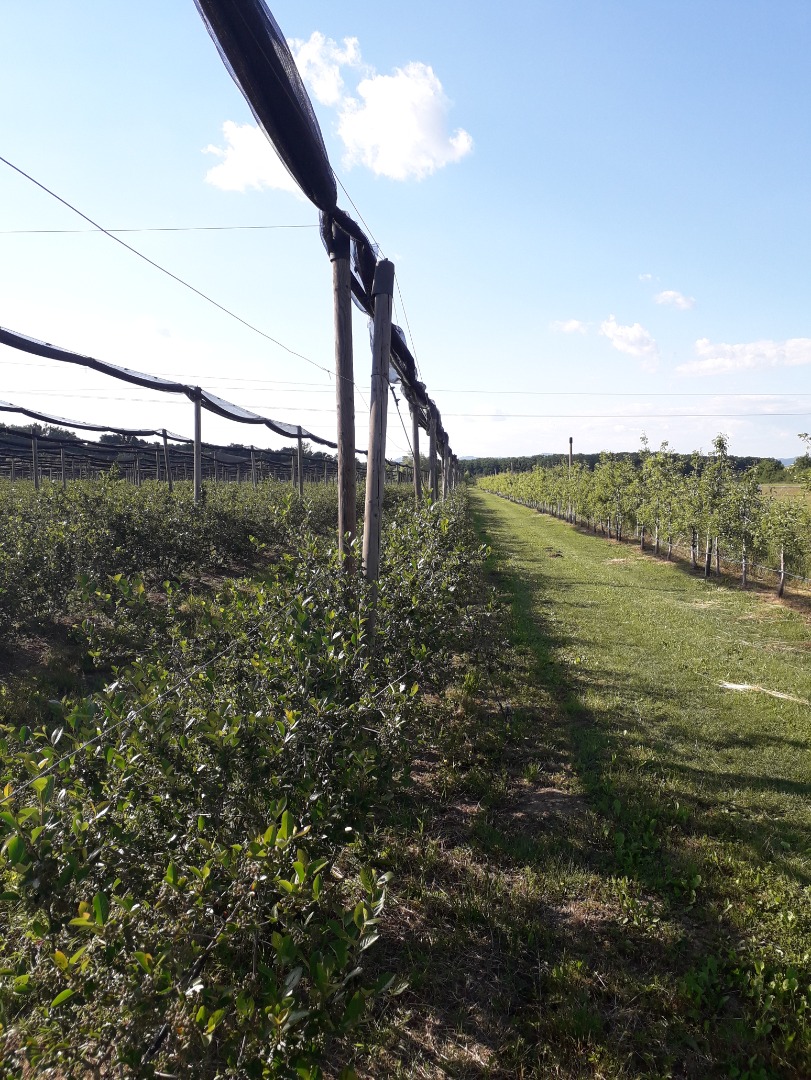 Hola cultivamos Aronia ecológica cosechada a mano