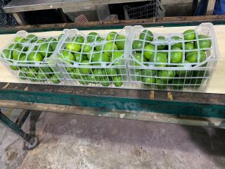 Venderé limones de este año, cosecha manual, recolección en