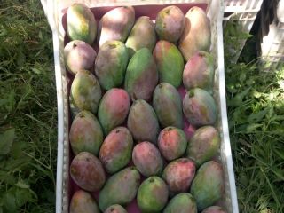 Venderé mangos recogidos a mano, muy sabrosos, país de