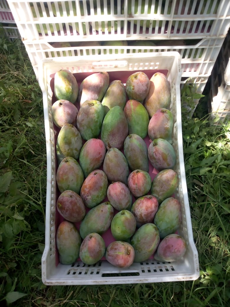 Venderé mangos recogidos a mano, muy sabrosos, país de origen Egipto, contenedor para recoger en Gdańsk