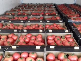 Hola. Ofrezco tomates frambuesa cultivados en túneles utilizando el