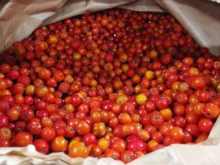 chokeberry ecológico