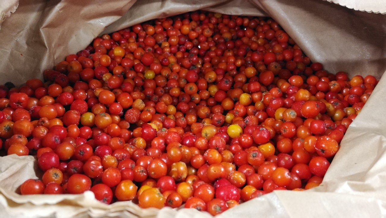 chokeberry ecológico