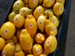 Compañía Alshams para importación y exportación general #fresh_lemon ●
