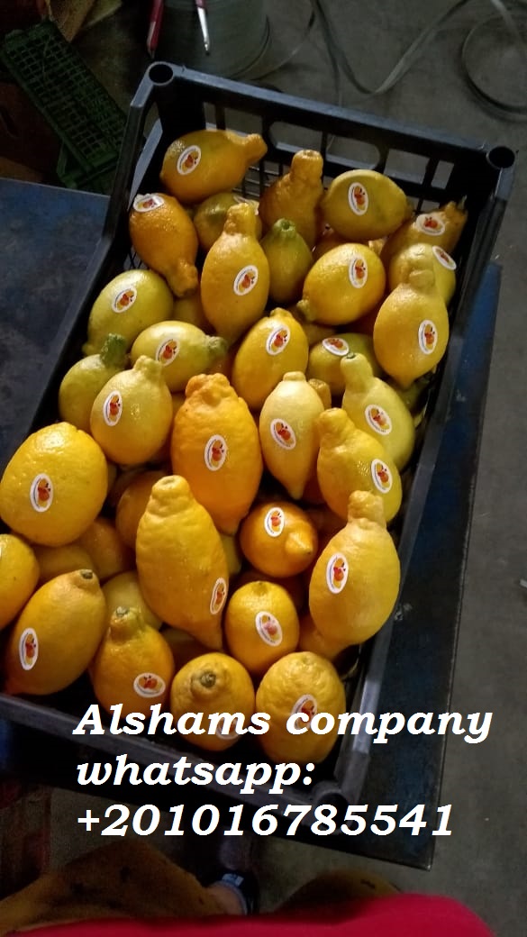 Compañía Alshams para importación y exportación general #fresh_lemon ● podemos entregar su solicitud para cualquier país ● Grado A ● para pedidos, envíe su