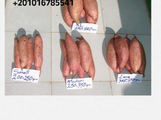 Empresa ALshams para importación y exportación en general. Somos