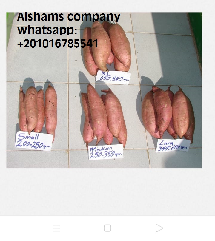 Empresa ALshams para importación y exportación en general