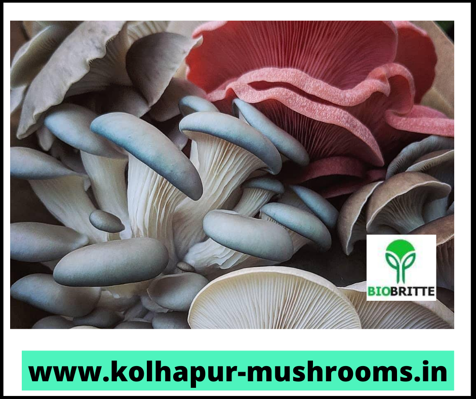 Los hongos ostra, el nombre común de la especie Pleurotus ostreatus, son uno de los tipos más comunes de hongos cultivados en el mundo