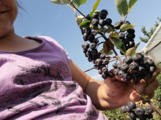 Aronia a la venta