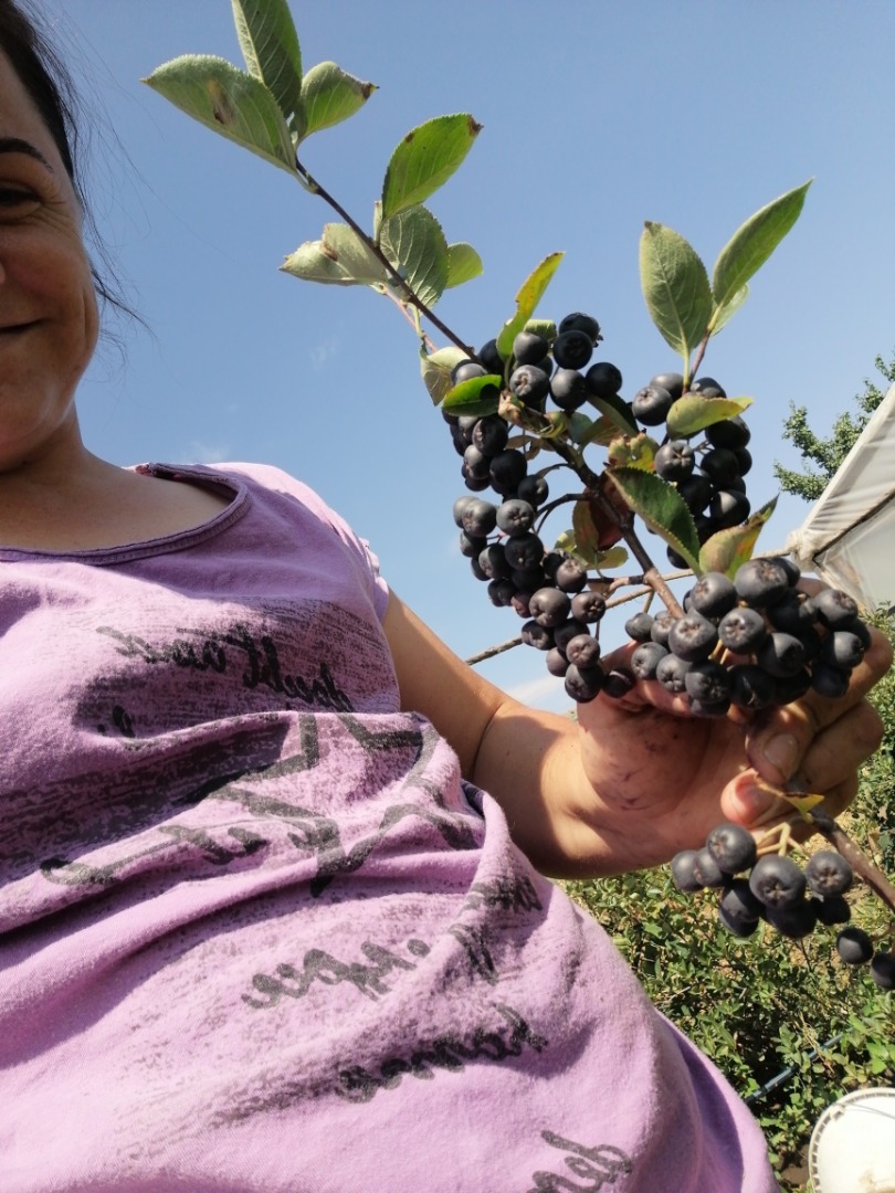 Aronia a la venta