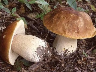 Nuestra empresa le ofrece setas boletus frescas y secas