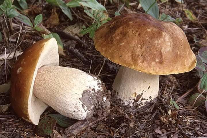 Nuestra empresa le ofrece setas boletus frescas y secas en gran cantidad con auto transporte o podemos hacer el transporte también para cualquier lugar de