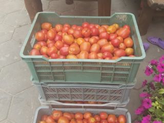 Un tomate de campo recogido diariamente unos 200 kg