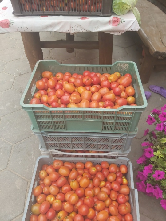 Un tomate de campo recogido diariamente unos 200 kg al día