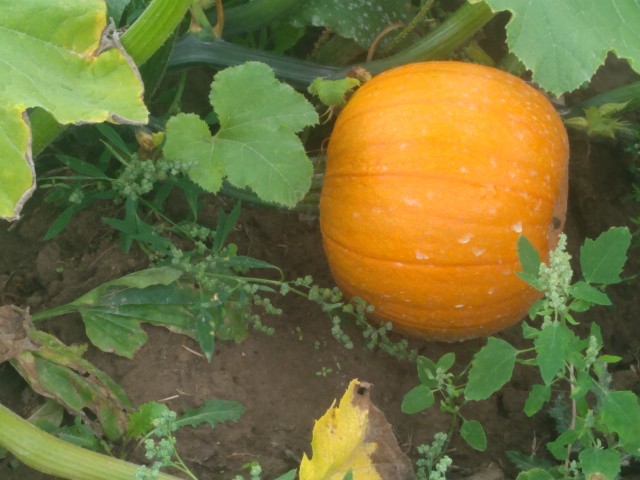 Venderé una calabaza, una variedad spitfire que pesa 2-3 kg